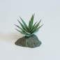 Preview: Lucky Reptile Tiger Aloe